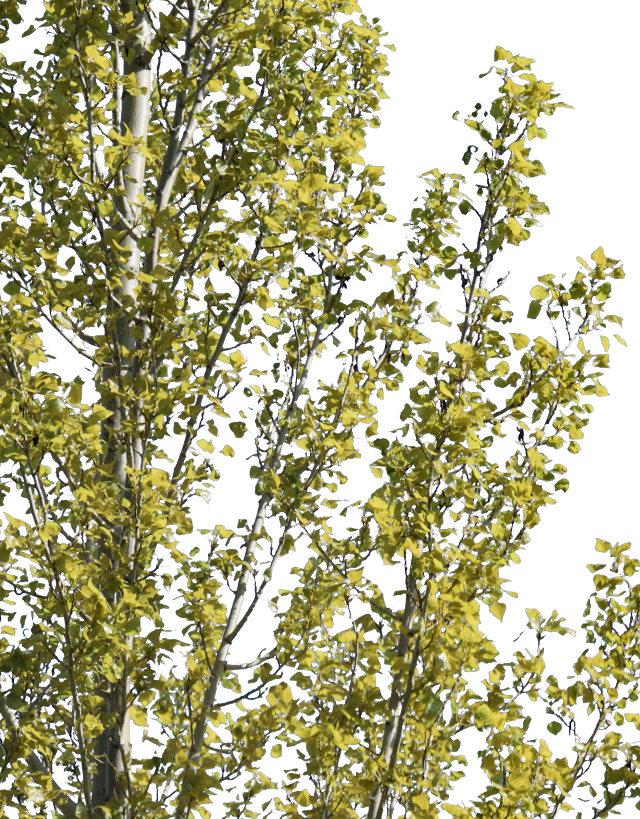 Populus nigra italica m01 - cutout trees