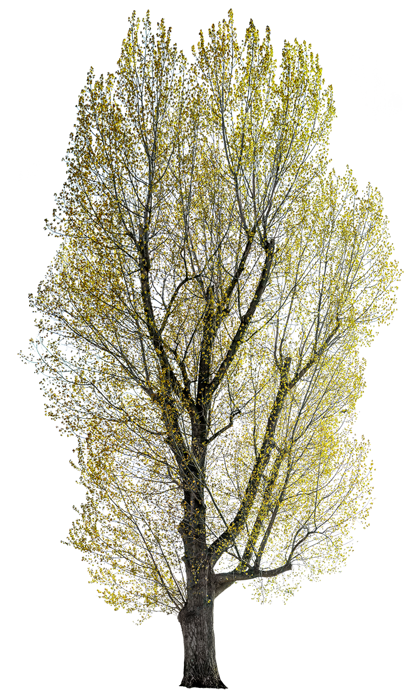 Populus nigra 03