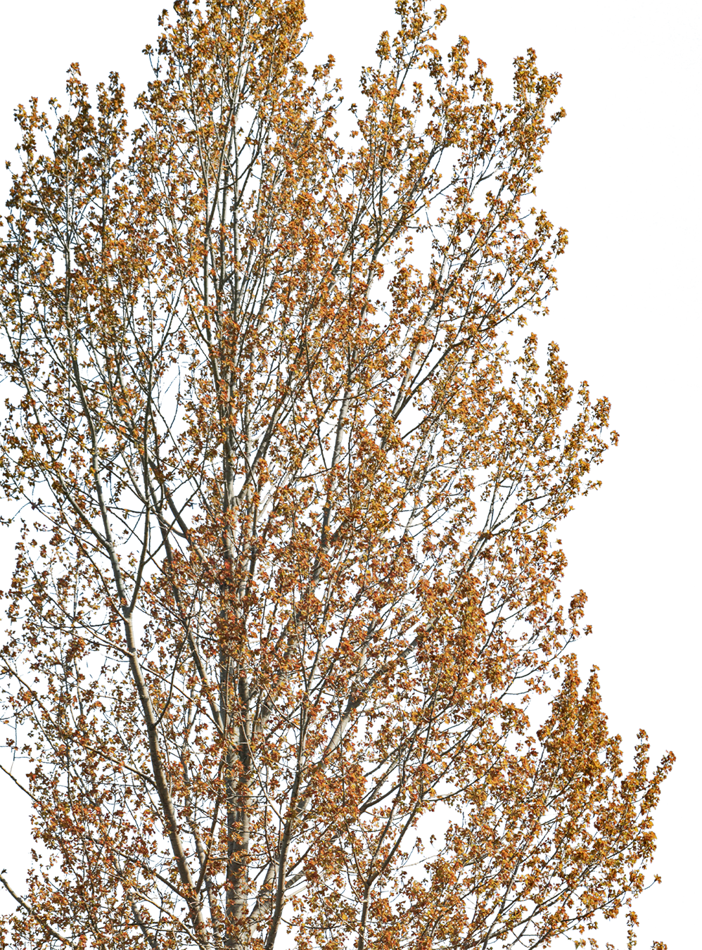 Populus nigra 05