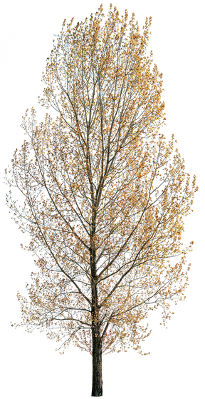 Populus nigra 06