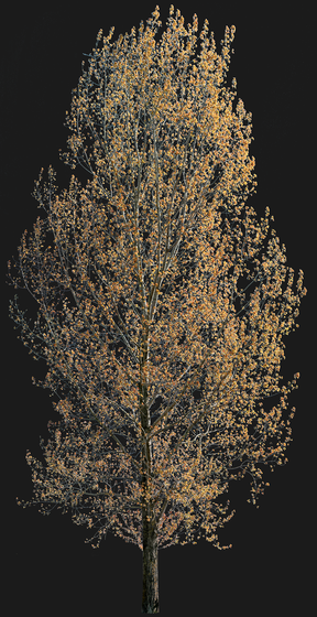 Populus nigra 06