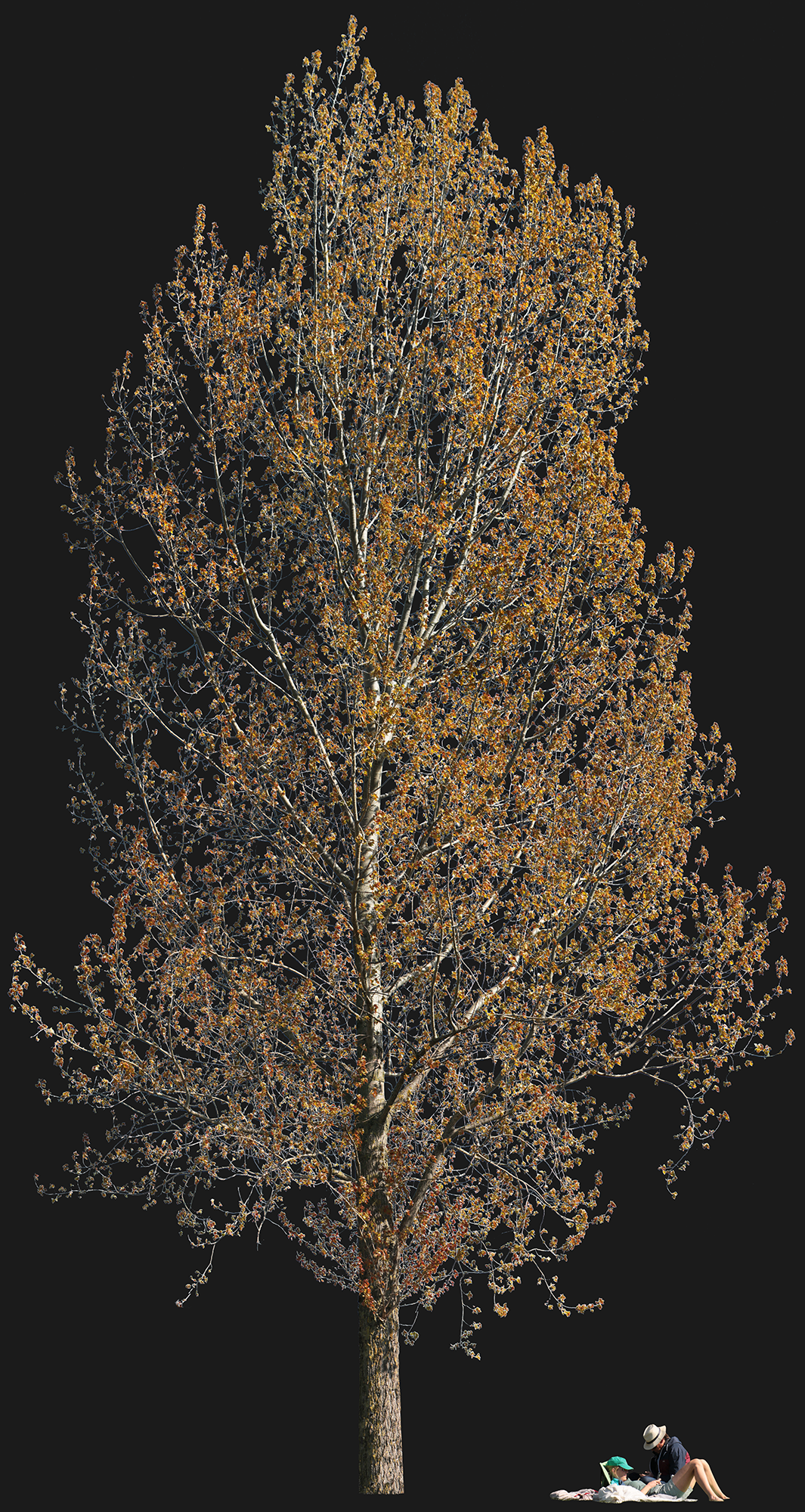 Populus nigra 07