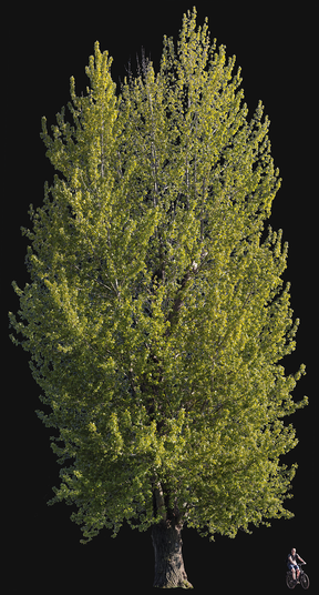 Populus nigra 08