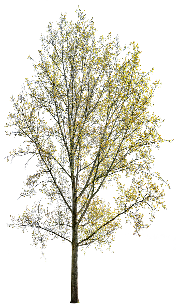 Populus tremula — Common Aspen Tree PNG Cutout – Cutout|trees