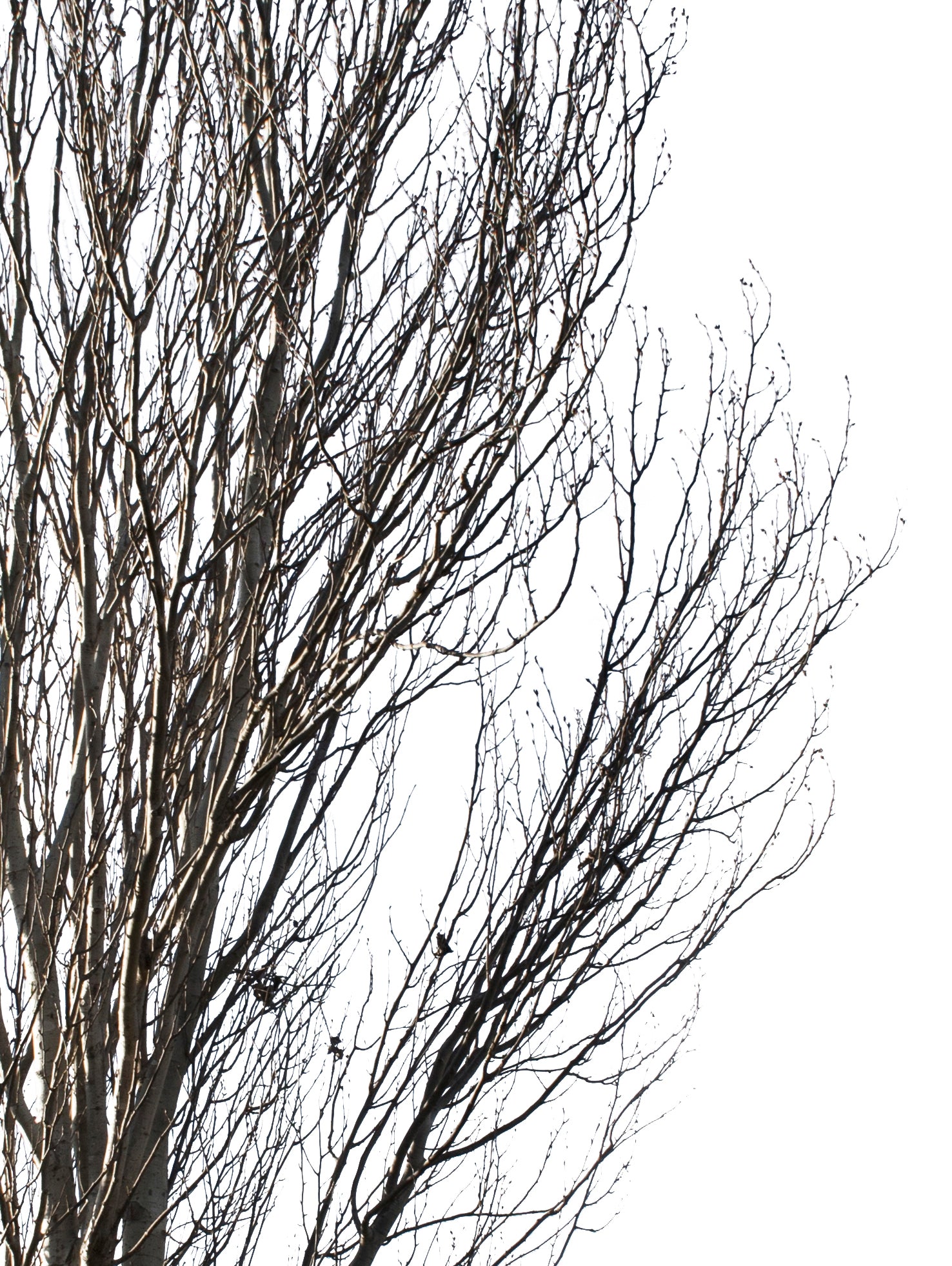 Populus alba Winter II - cutout trees