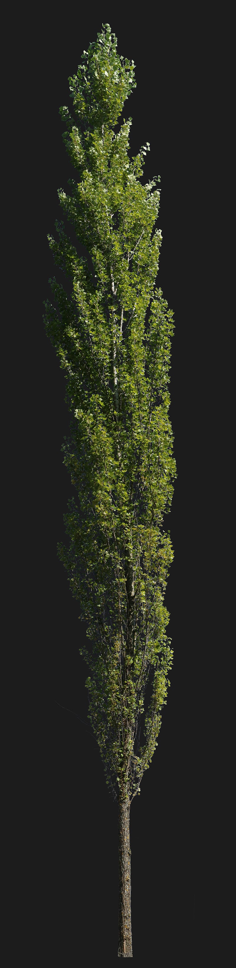 Populus nigra VII - cutout trees