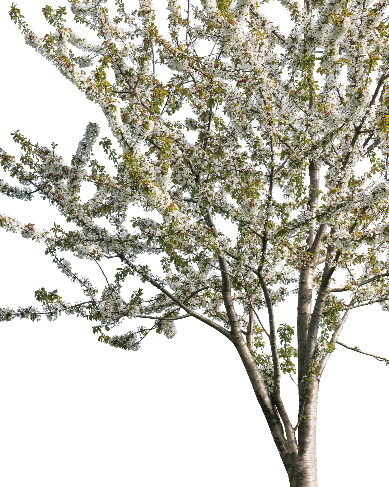 Prunus avium S01