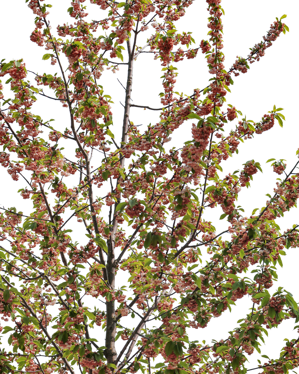 Prunus avium S05