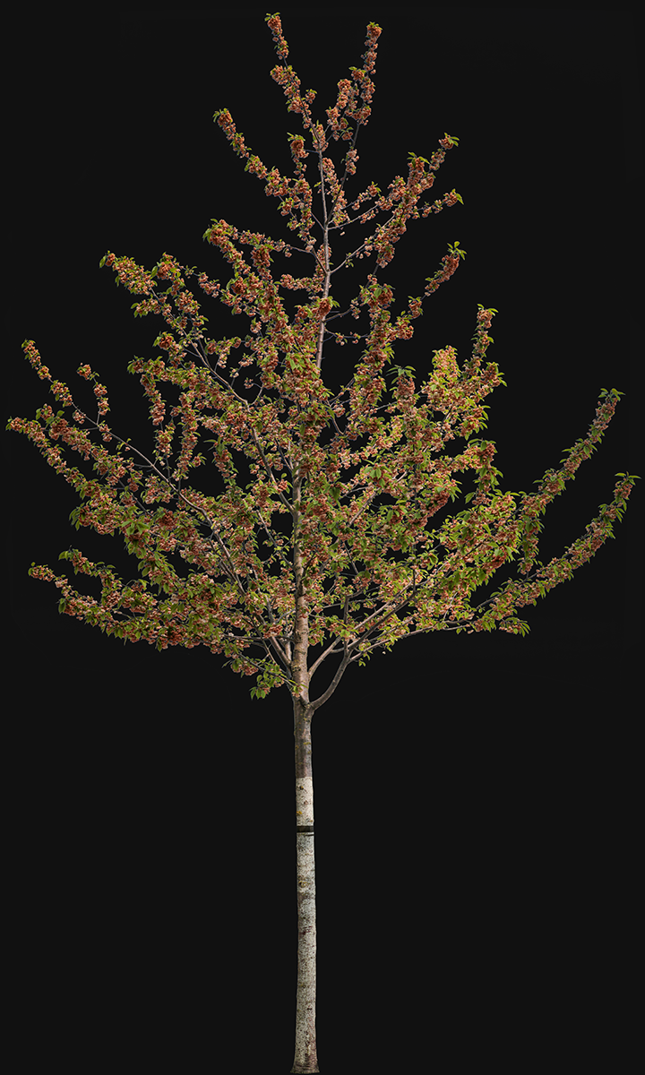 Prunus avium S06
