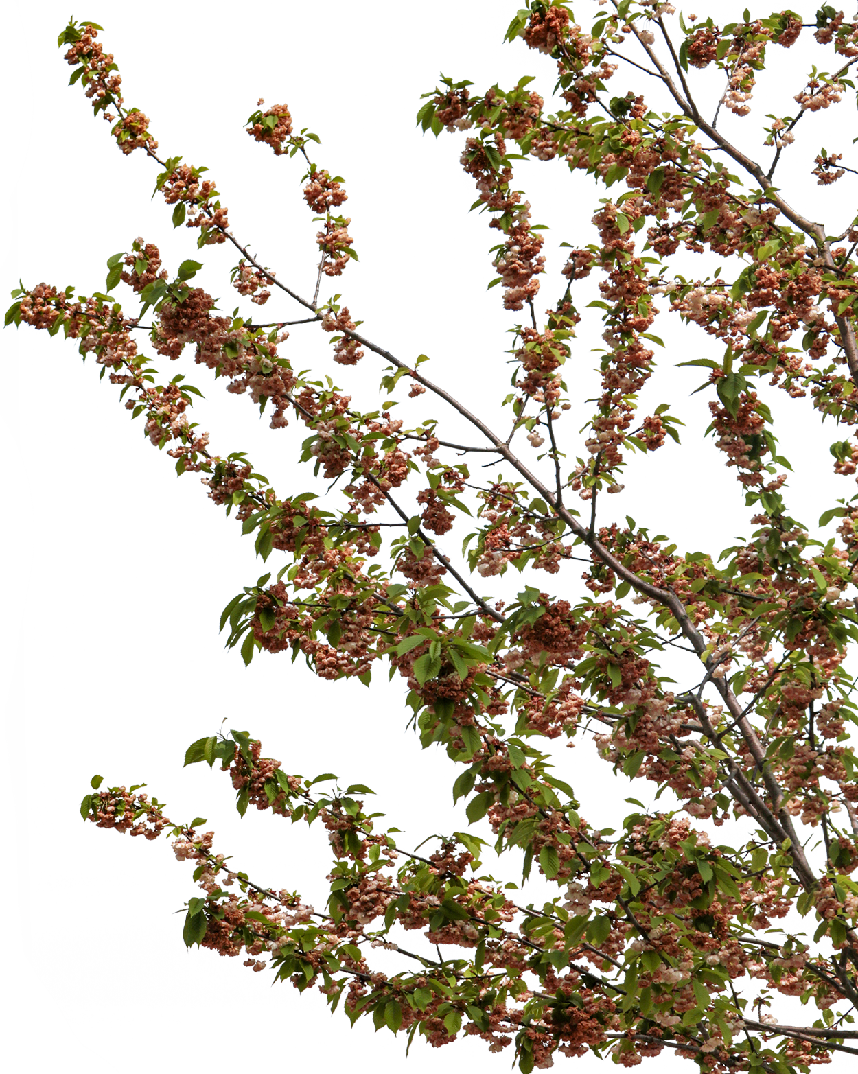 Prunus avium S06