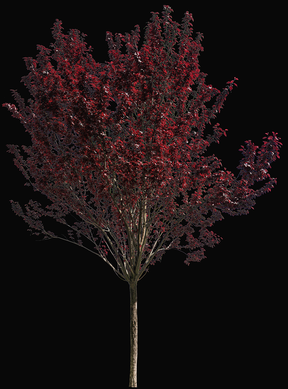 Prunus cerasifera var. pissardii S02
