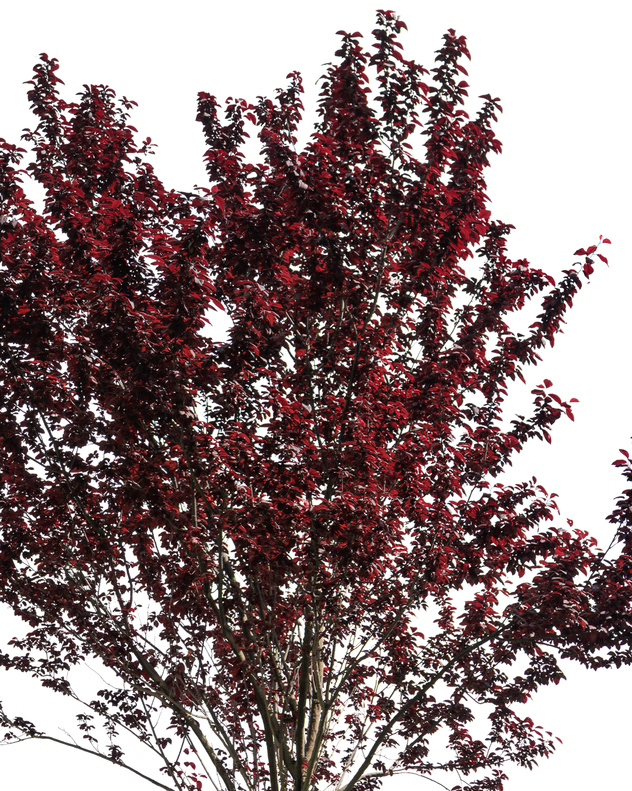 Prunus cerasifera var. pissardii S02