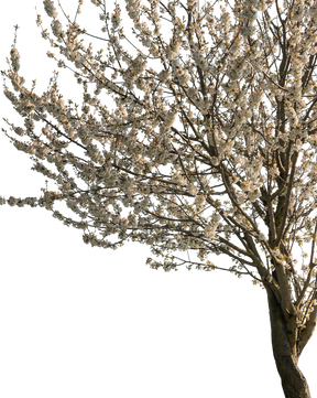 Prunus domestica S01