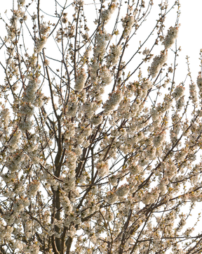 Prunus domestica S01