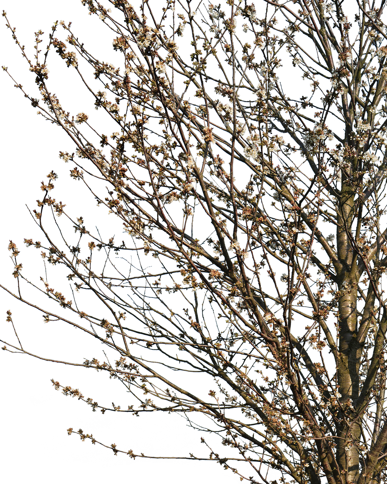 Prunus domestica S02