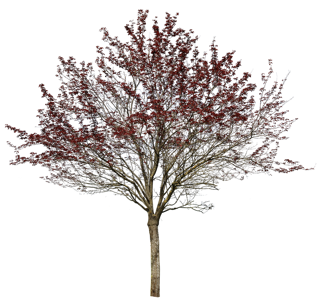 Prunus cerasifera var. pissardii - cutout trees