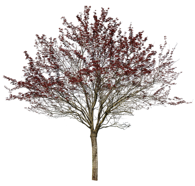 Purple-leaved plum cutout tree PNG | Prunus cerasifera – Cutout|trees