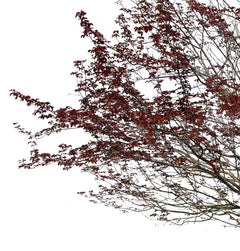 Purple-leaved plum cutout tree PNG | Prunus cerasifera – Cutout|trees