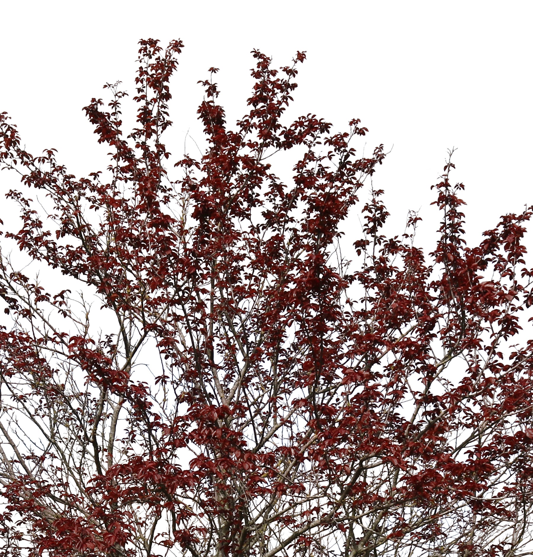 Prunus cerasifera var. pissardii - cutout trees
