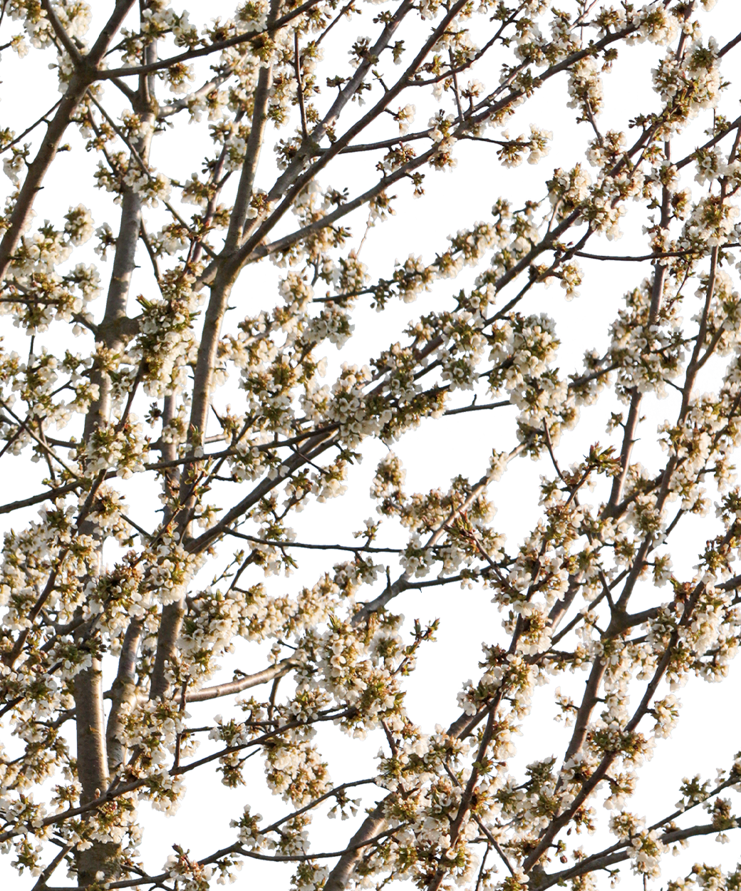 Prunus avium S03
