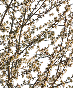 Prunus avium S03