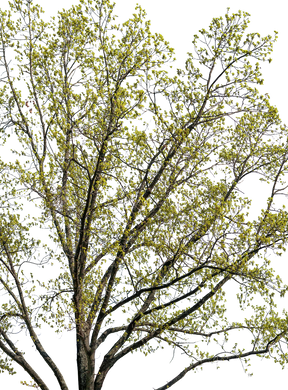 Quercus petraea l01