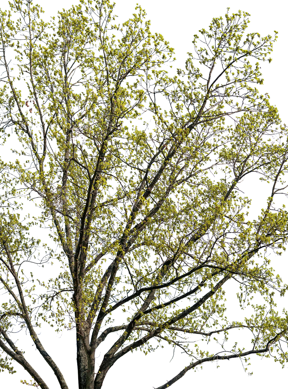 Quercus petraea l01