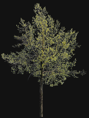 Quercus petraea l02