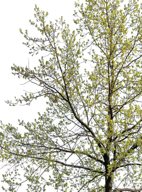 Quercus petraea l02
