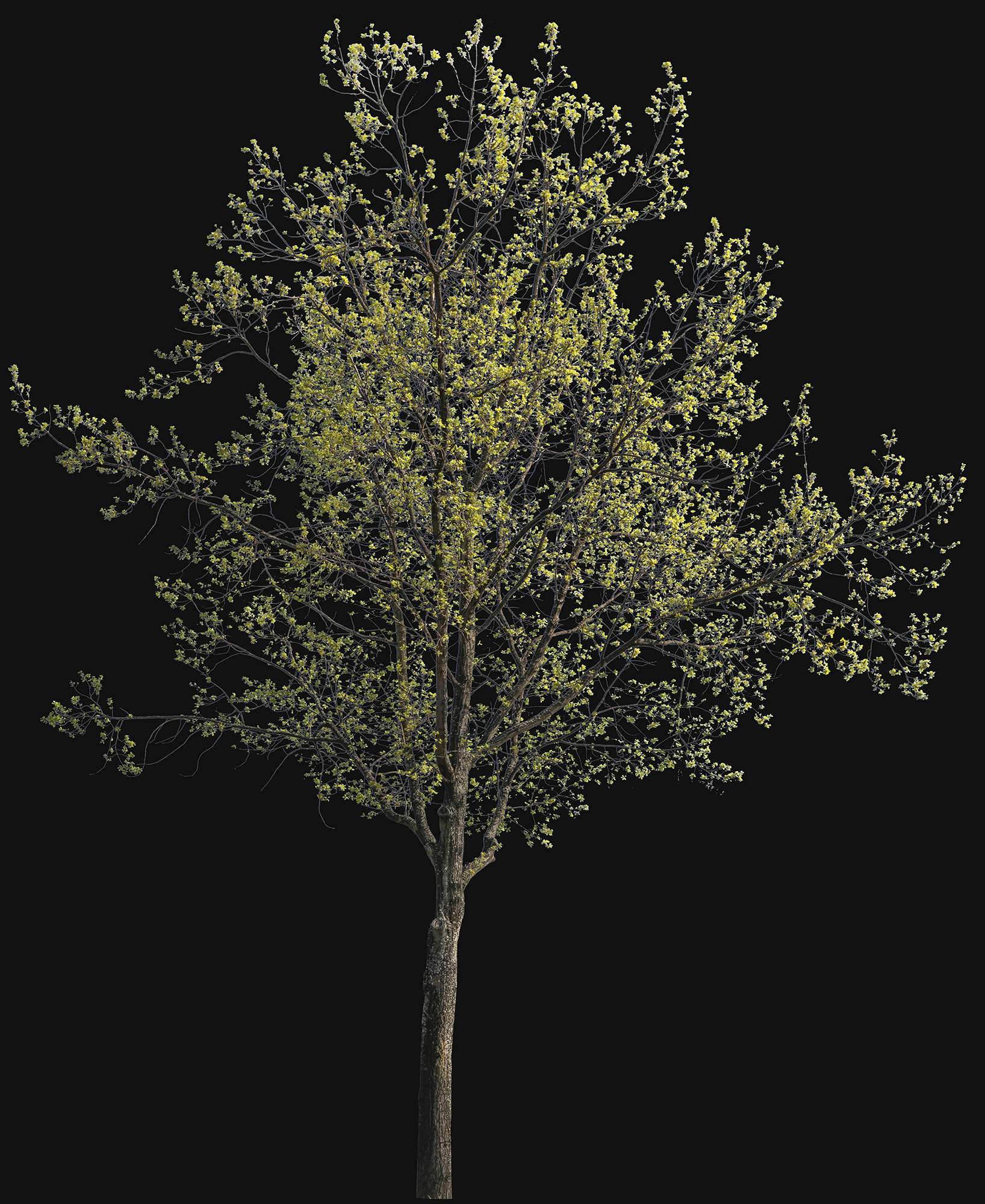 Quercus petraea l03