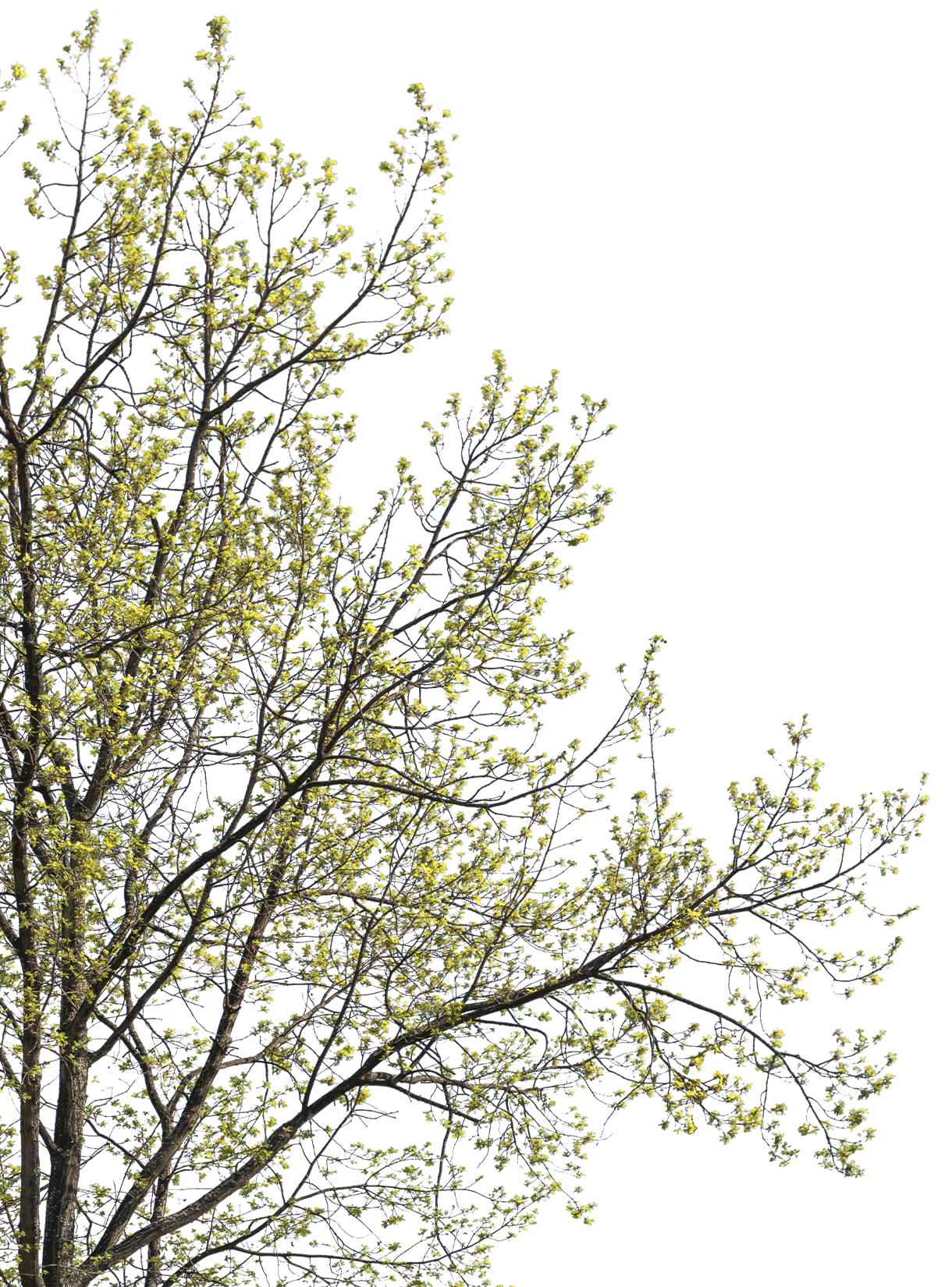 Quercus petraea l03