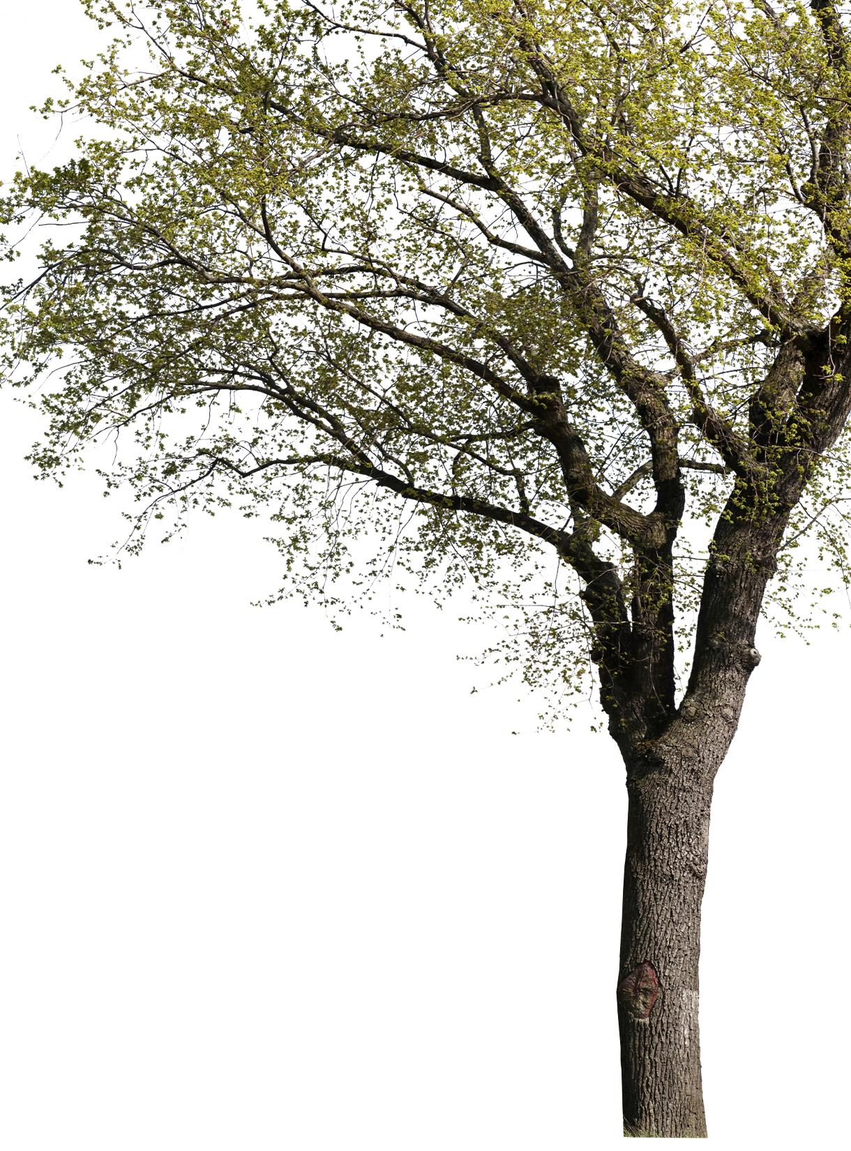 Quercus robur l01