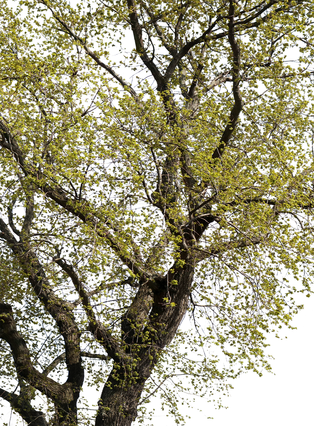 Quercus robur l01