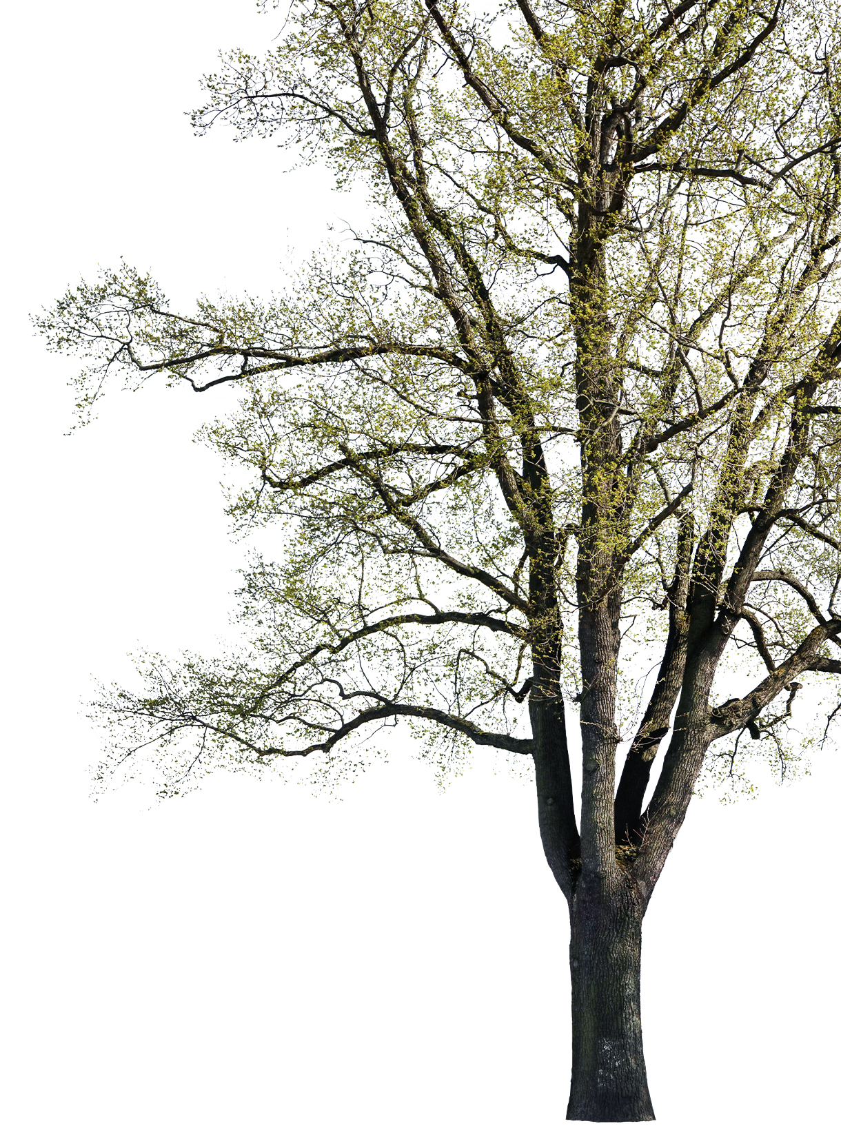 Quercus robur l02