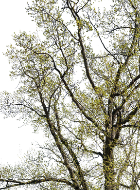 Quercus robur l02