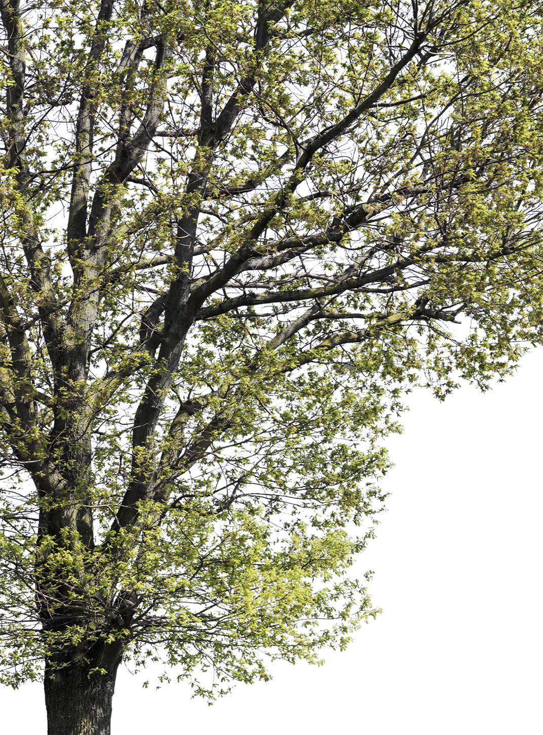 Quercus robur l03
