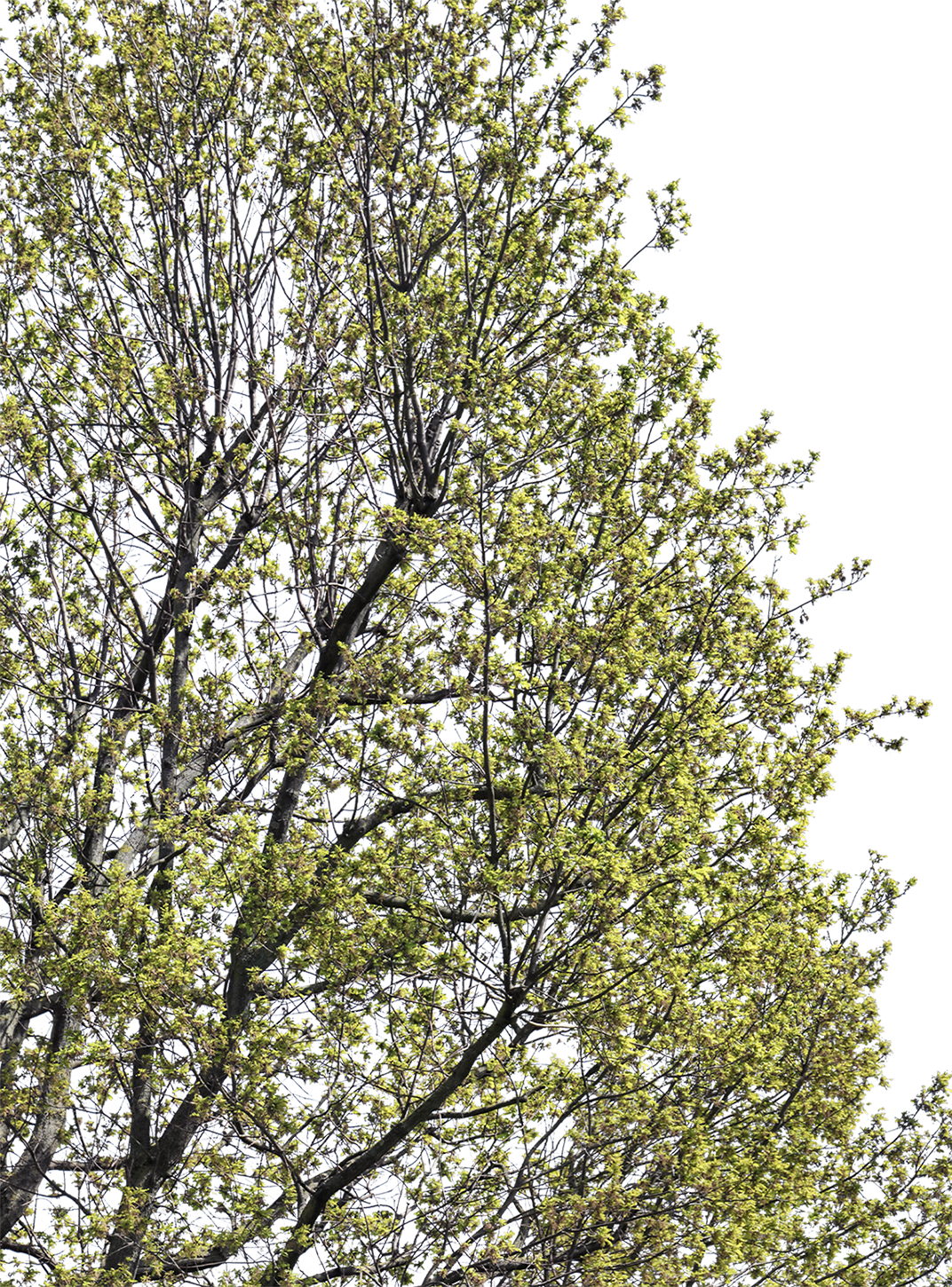 Quercus robur l03