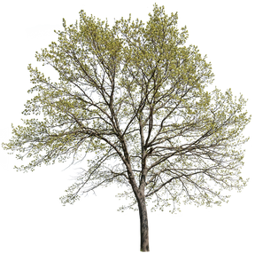 Quercus robur l04