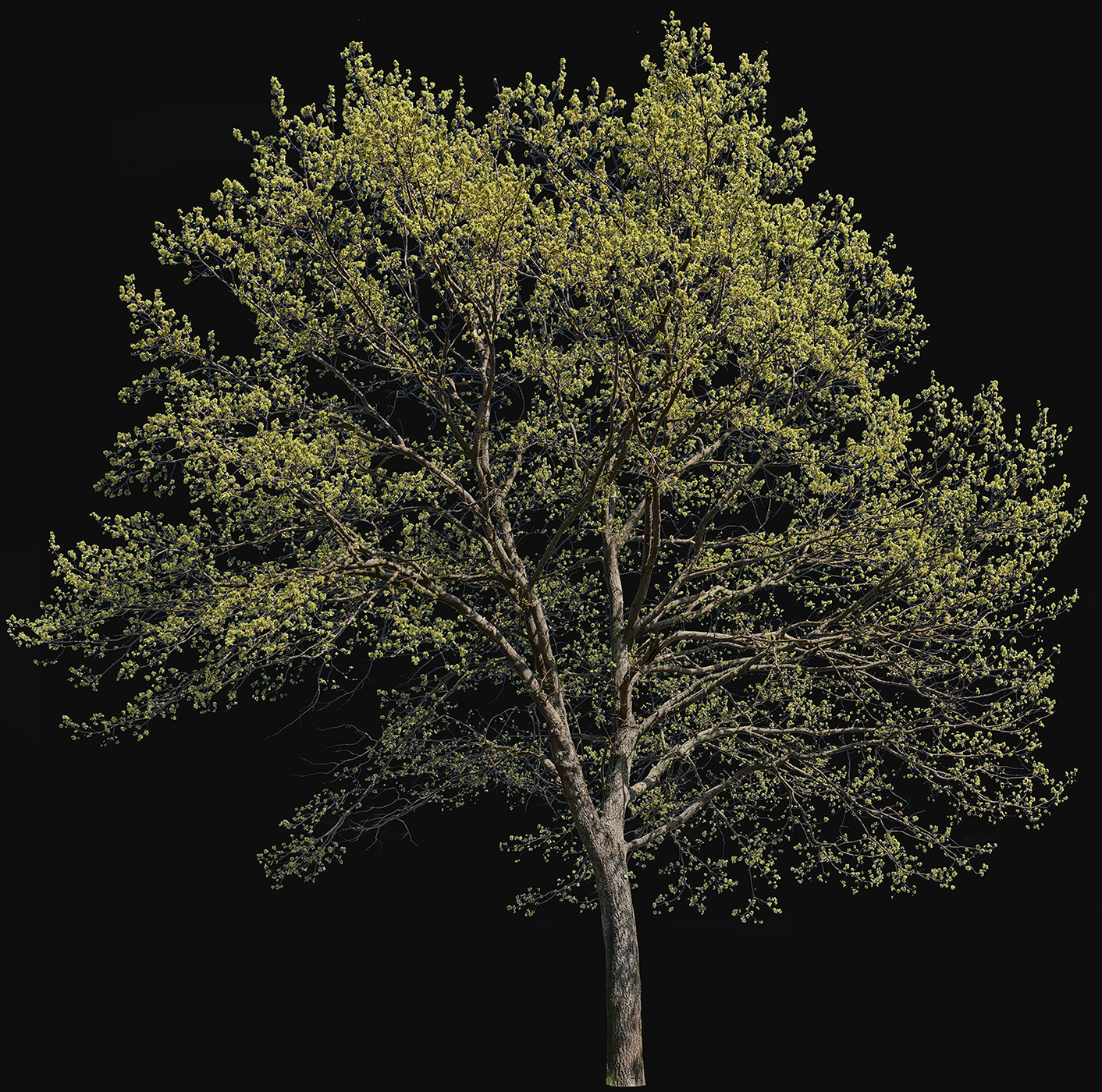 Quercus robur l04