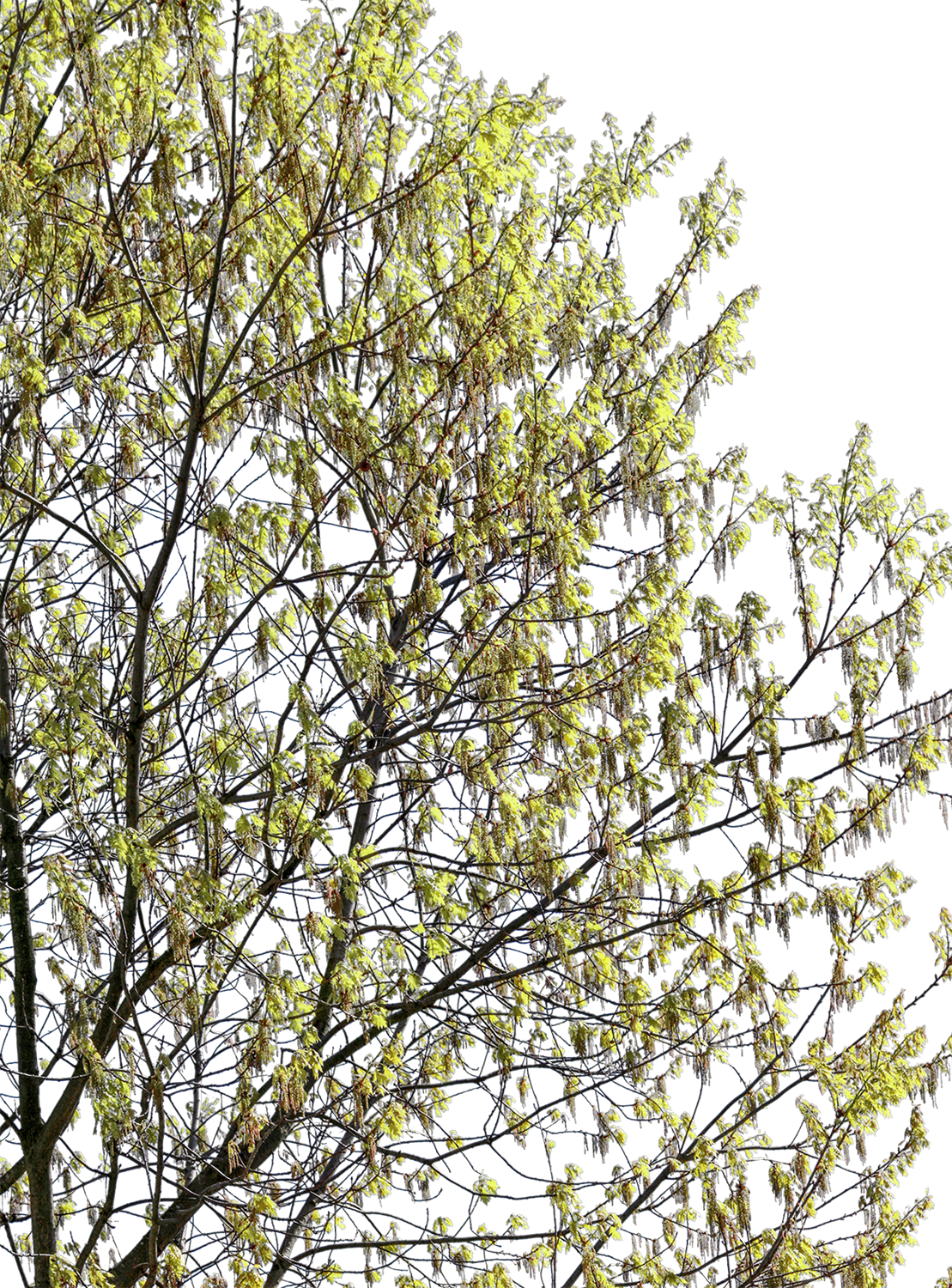 Quercus robur l05