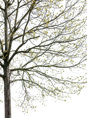 Quercus robur l06
