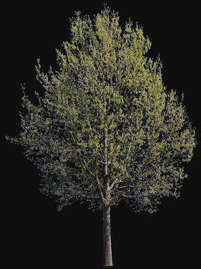 Quercus robur l07