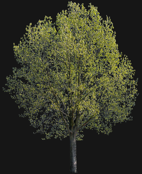 Quercus robur l08