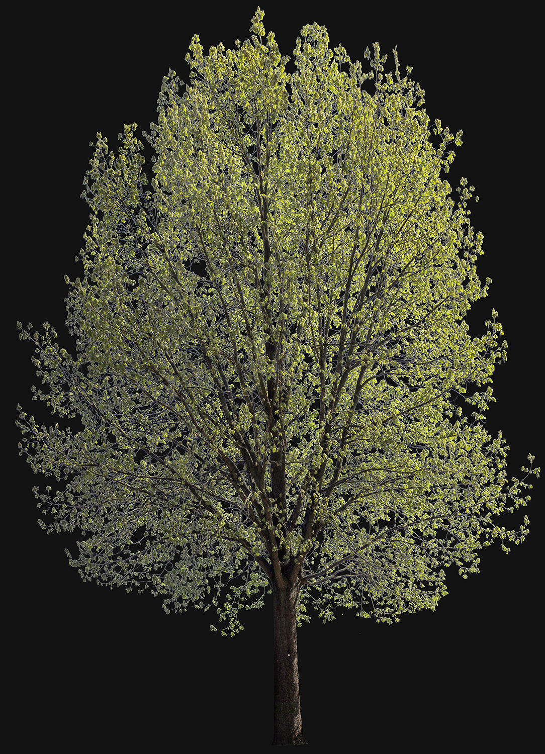 Quercus robur l09