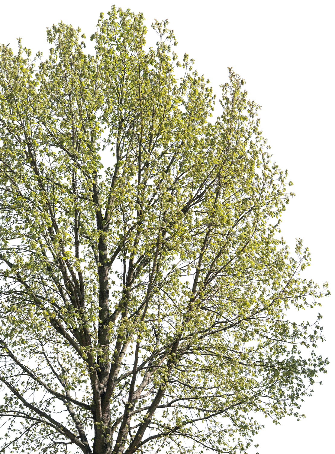 Quercus robur l09