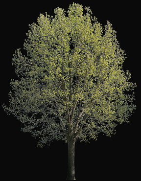 Quercus robur l10