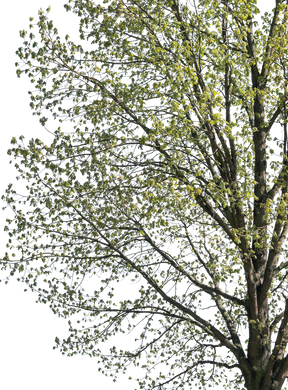 Quercus robur l10