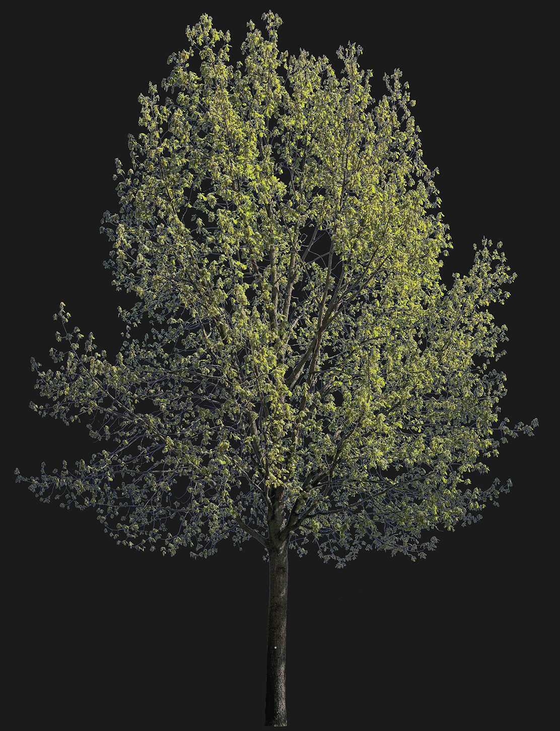 Quercus robur l11