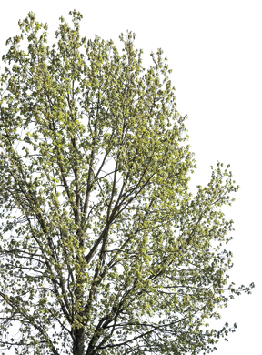Quercus robur l11