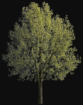 Quercus robur l12